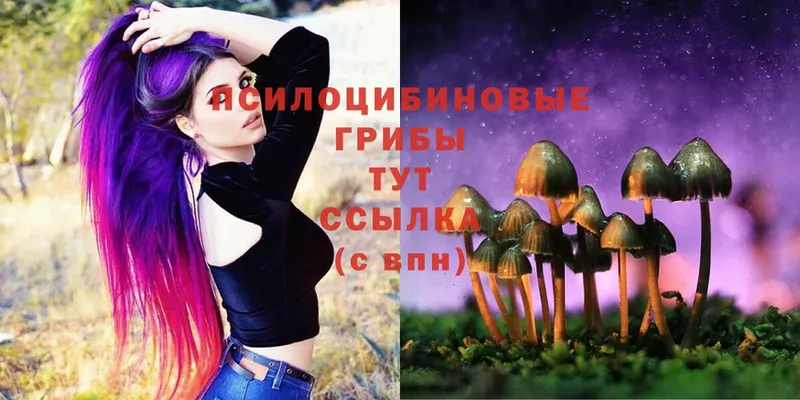 как найти наркотики  Енисейск  OMG   Псилоцибиновые грибы Psilocybe 